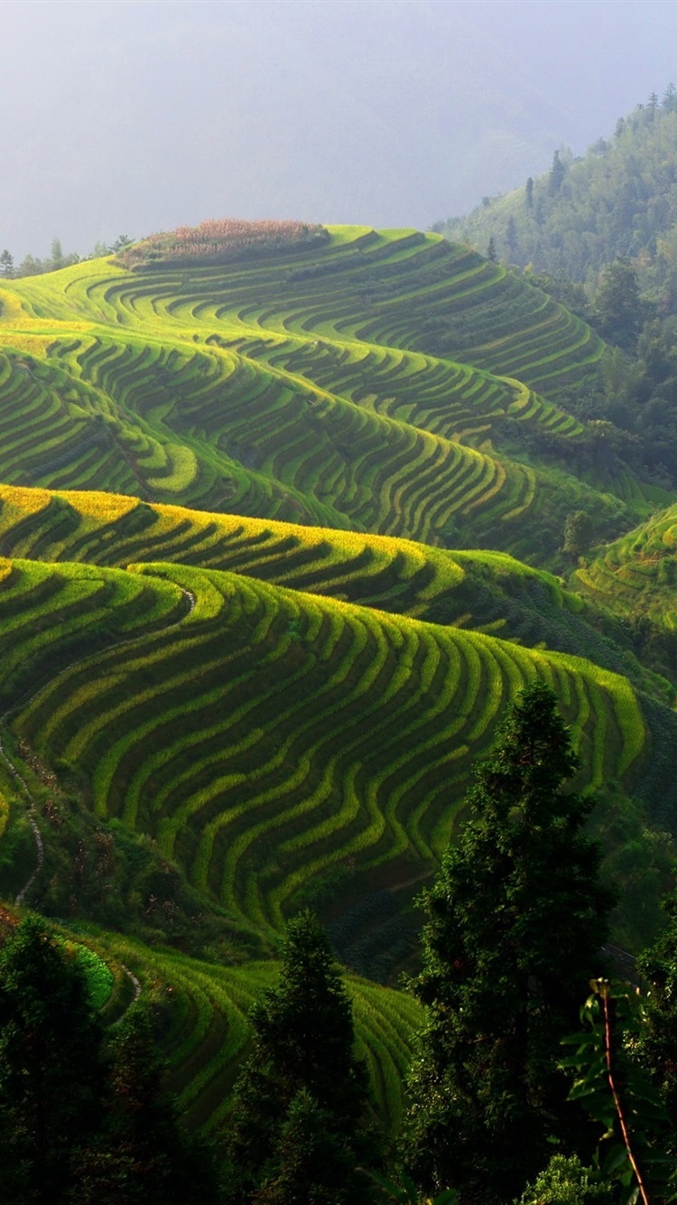 Rice Terrace New 4K Wallpapers