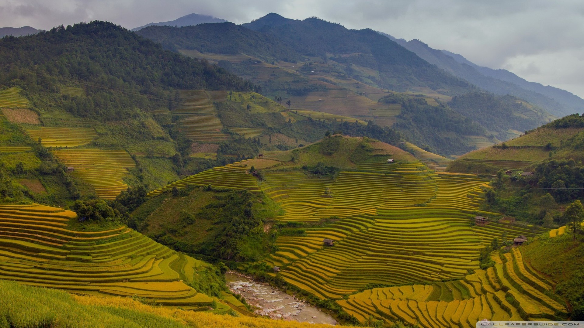 Rice Terrace New 4K Wallpapers