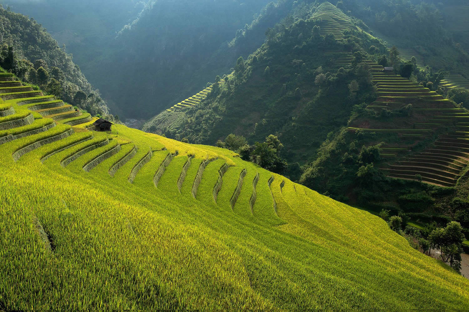 Rice Terrace New 4K Wallpapers