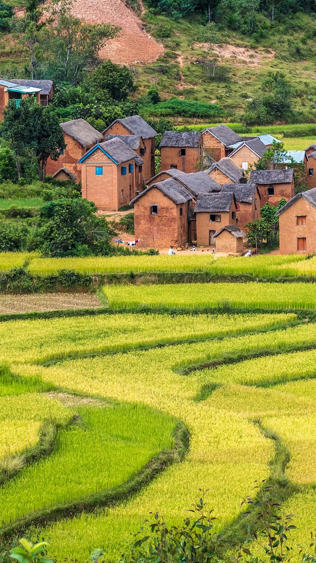 Rice Terrace New 4K Wallpapers