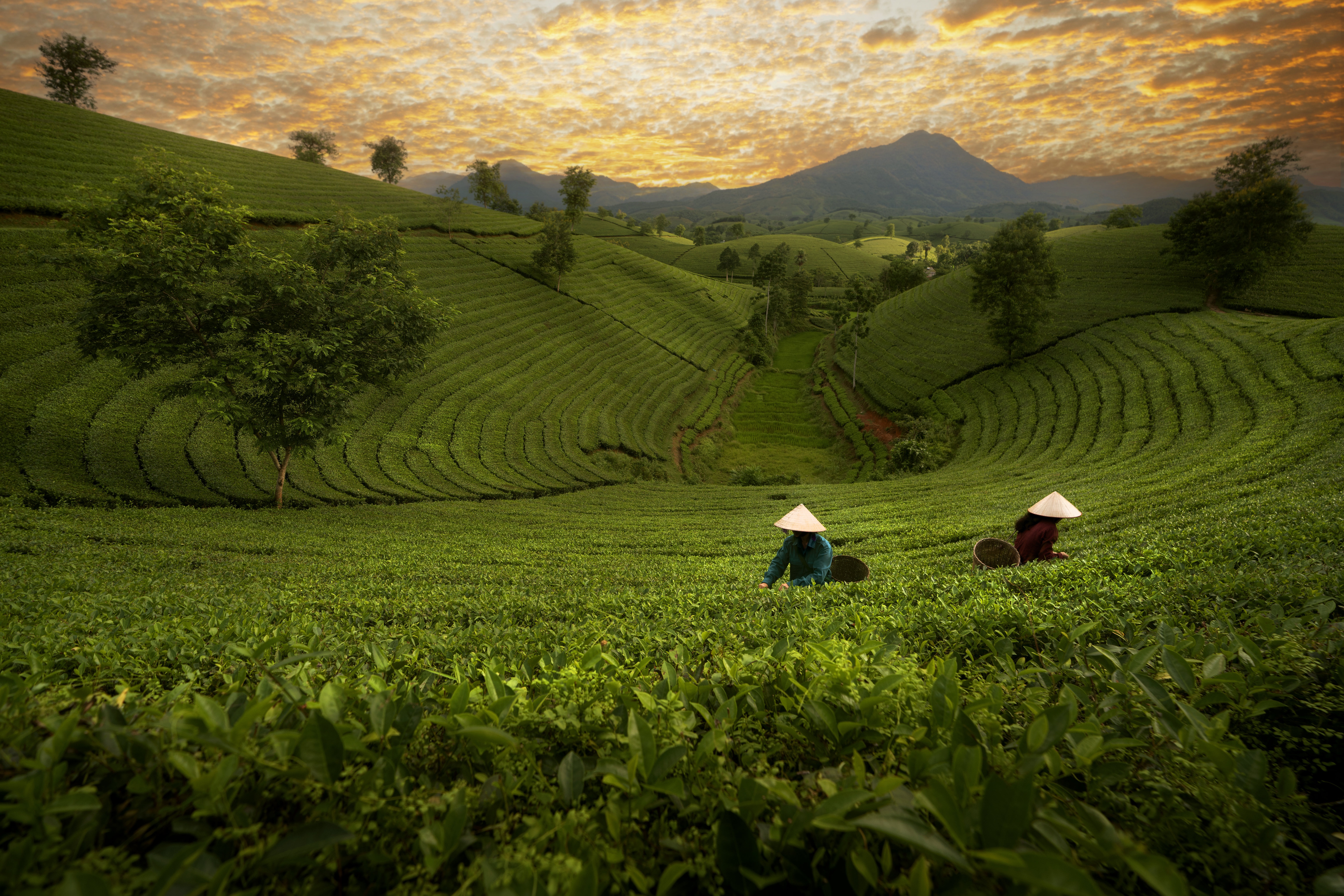 Rice Terrace New 4K Wallpapers