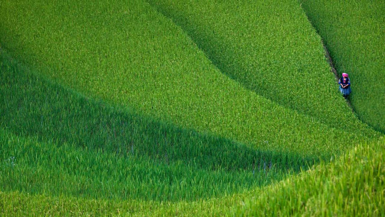 Rice Terrace New 4K Wallpapers