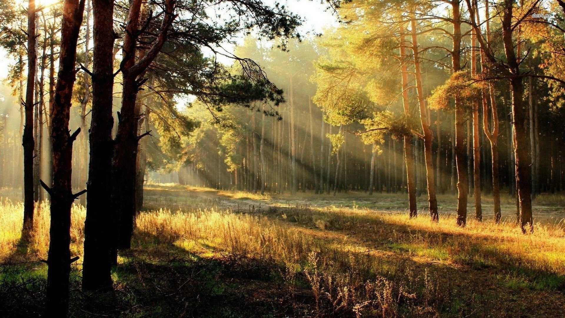 Sunrise In Forest Landscape Illustrate Wallpapers