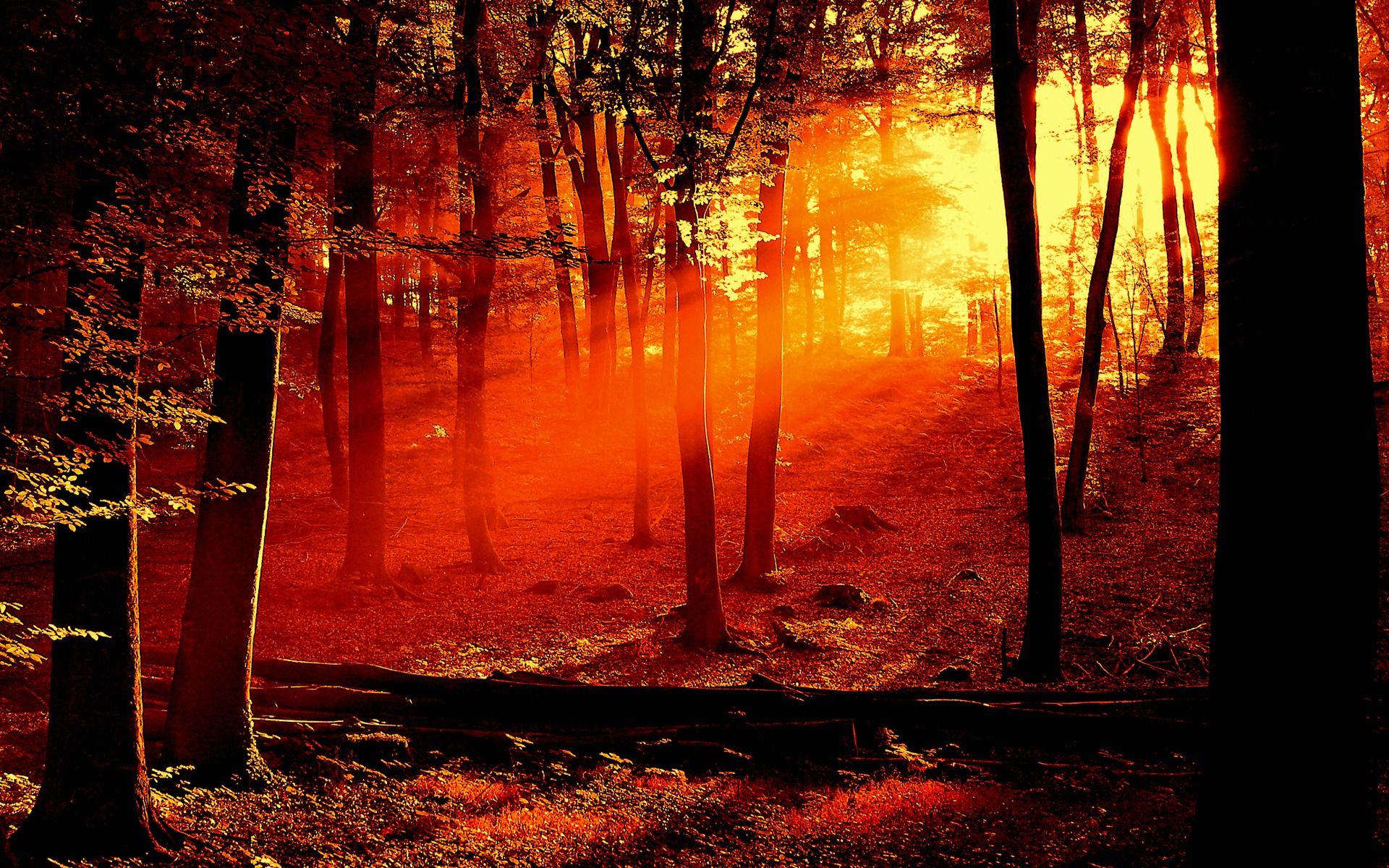 Sunrise In Forest Landscape Illustrate Wallpapers