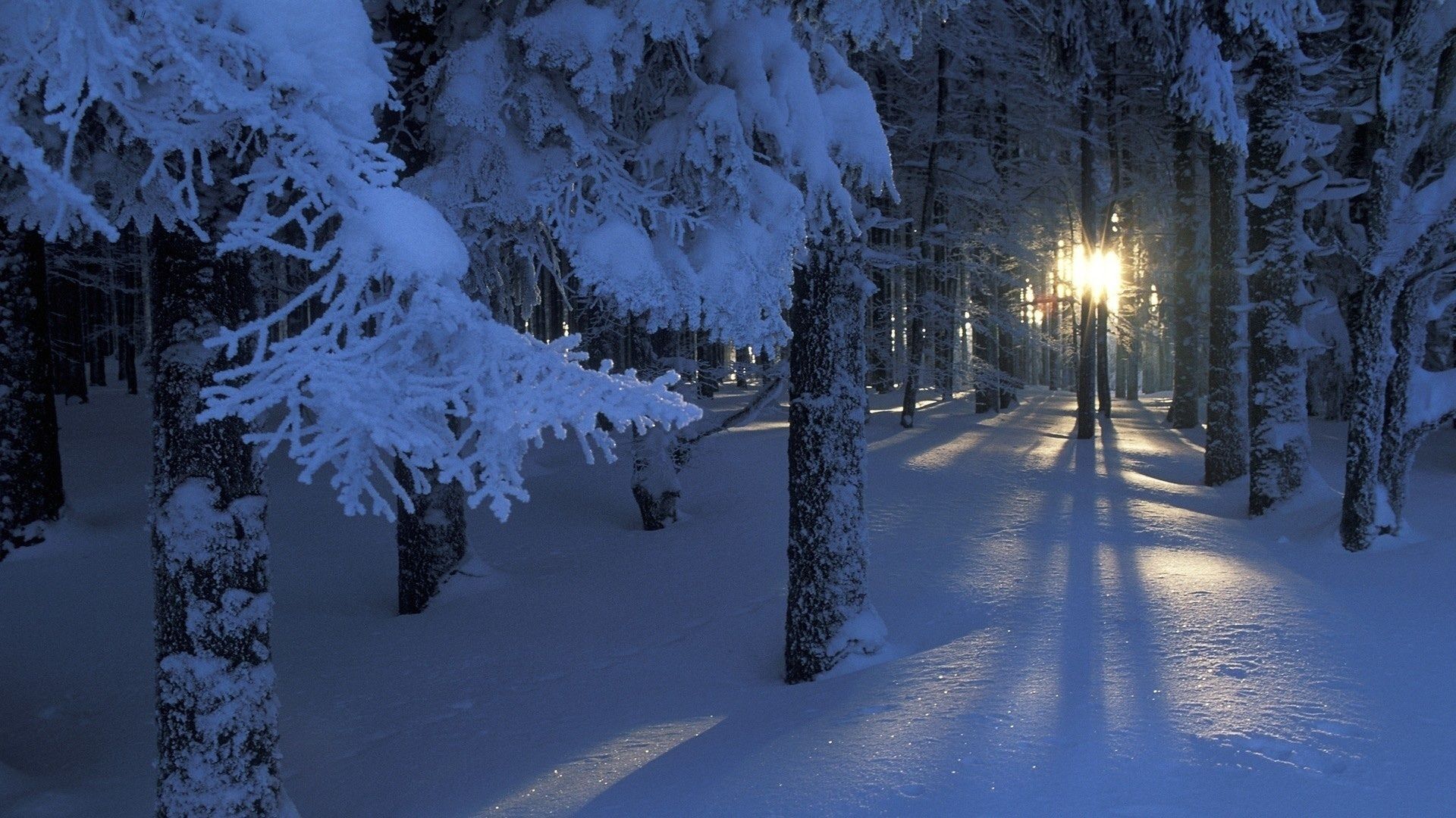 Sunrise Winter Forest Art Wallpapers