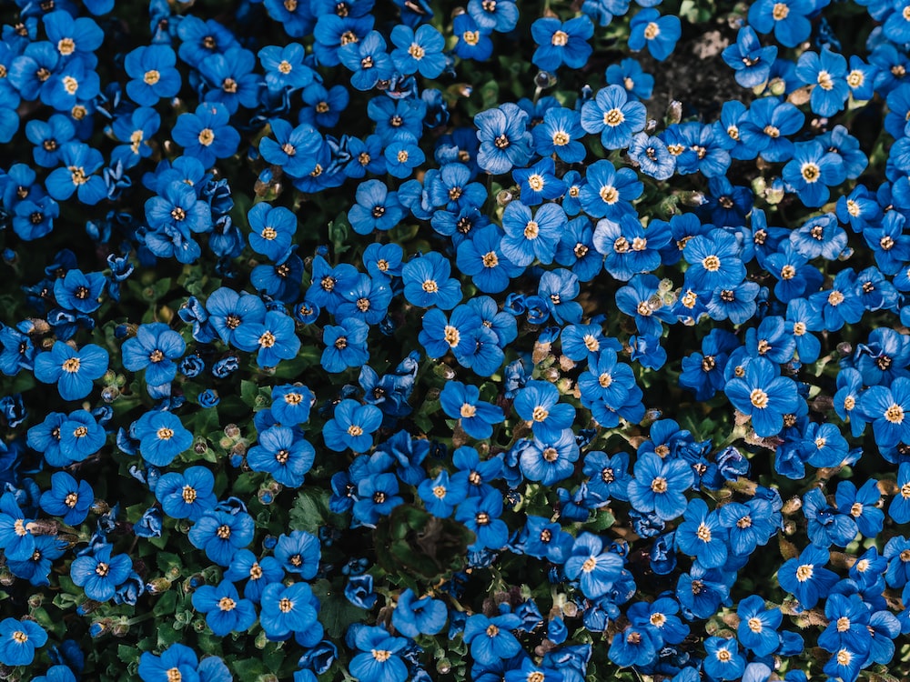 The Blue Flower Wallpapers