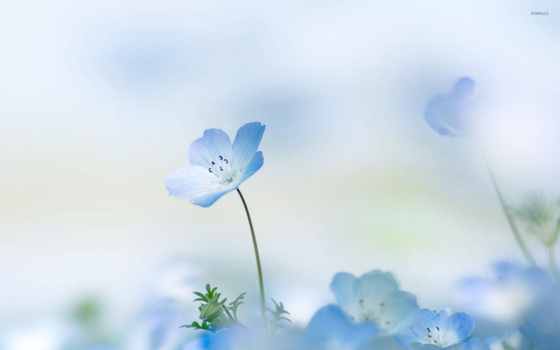 The Blue Flower Wallpapers