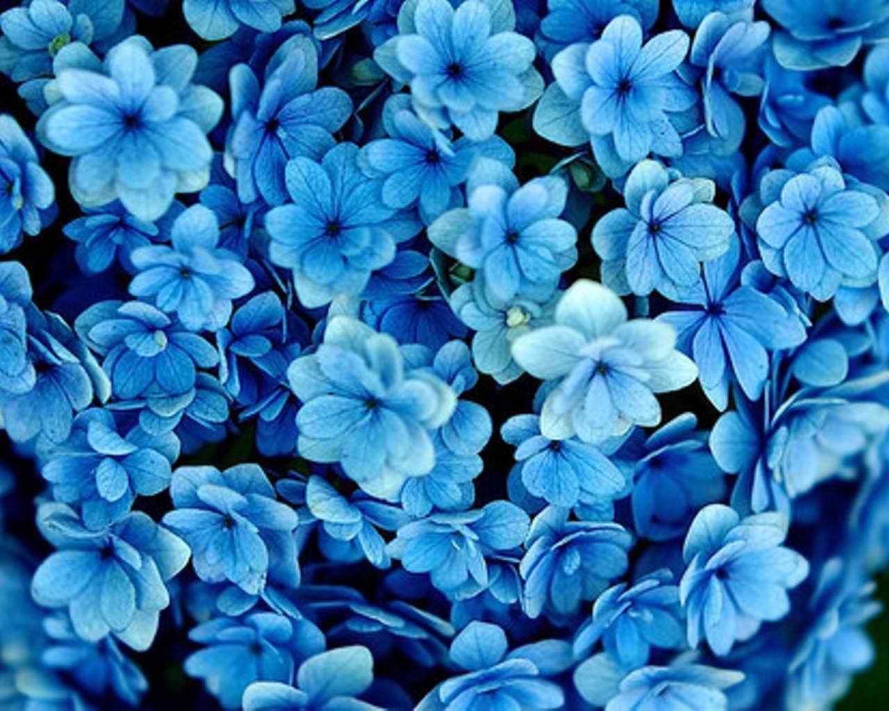 The Blue Flower Wallpapers