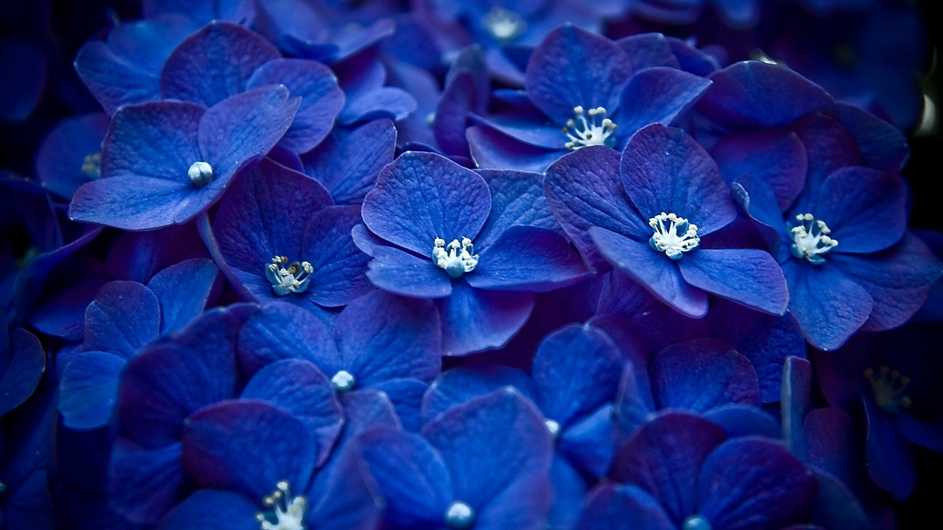 The Blue Flower Wallpapers