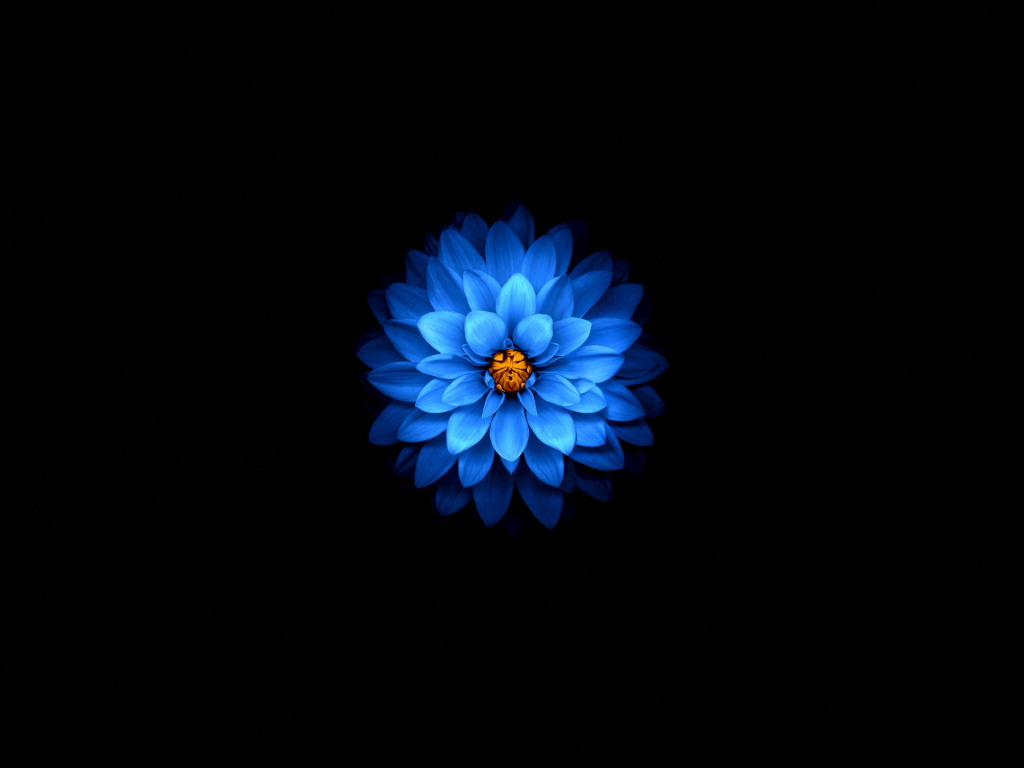 The Blue Flower Wallpapers