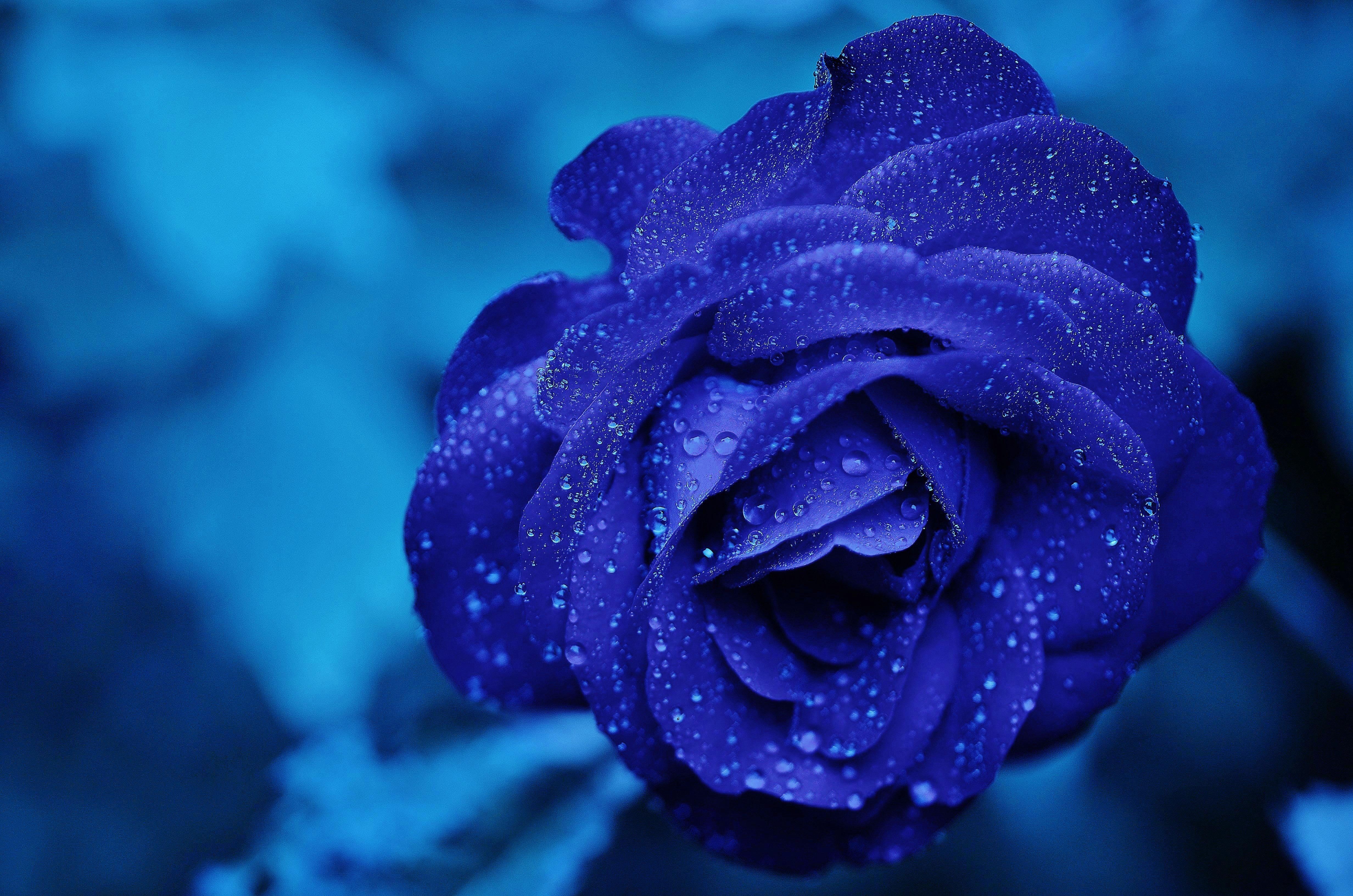 The Blue Flower Wallpapers