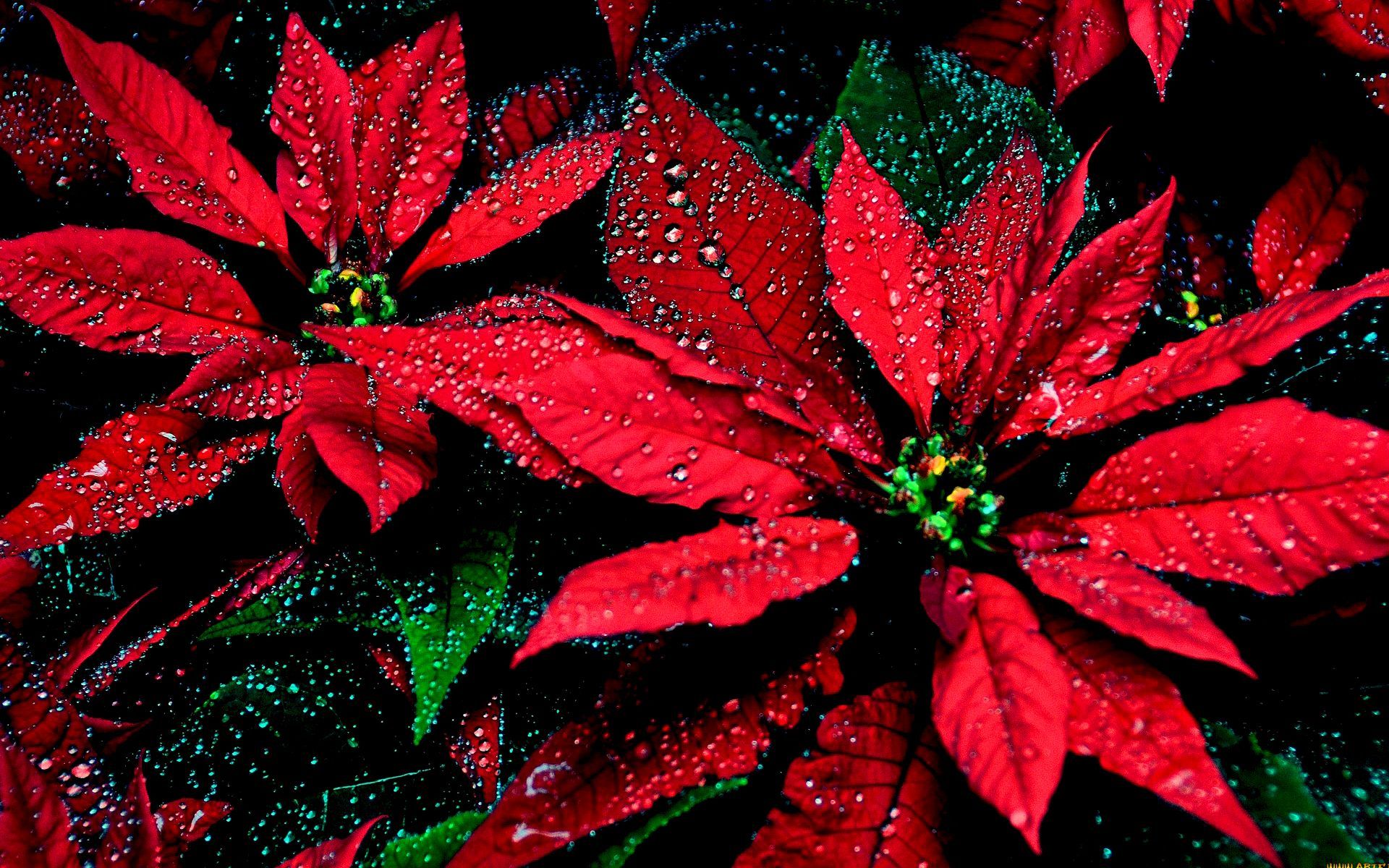 Woman Artistic Face With Lipstick And Poinsettia Leaf Wallpapers