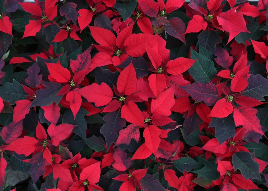 Woman Artistic Face With Lipstick And Poinsettia Leaf Wallpapers