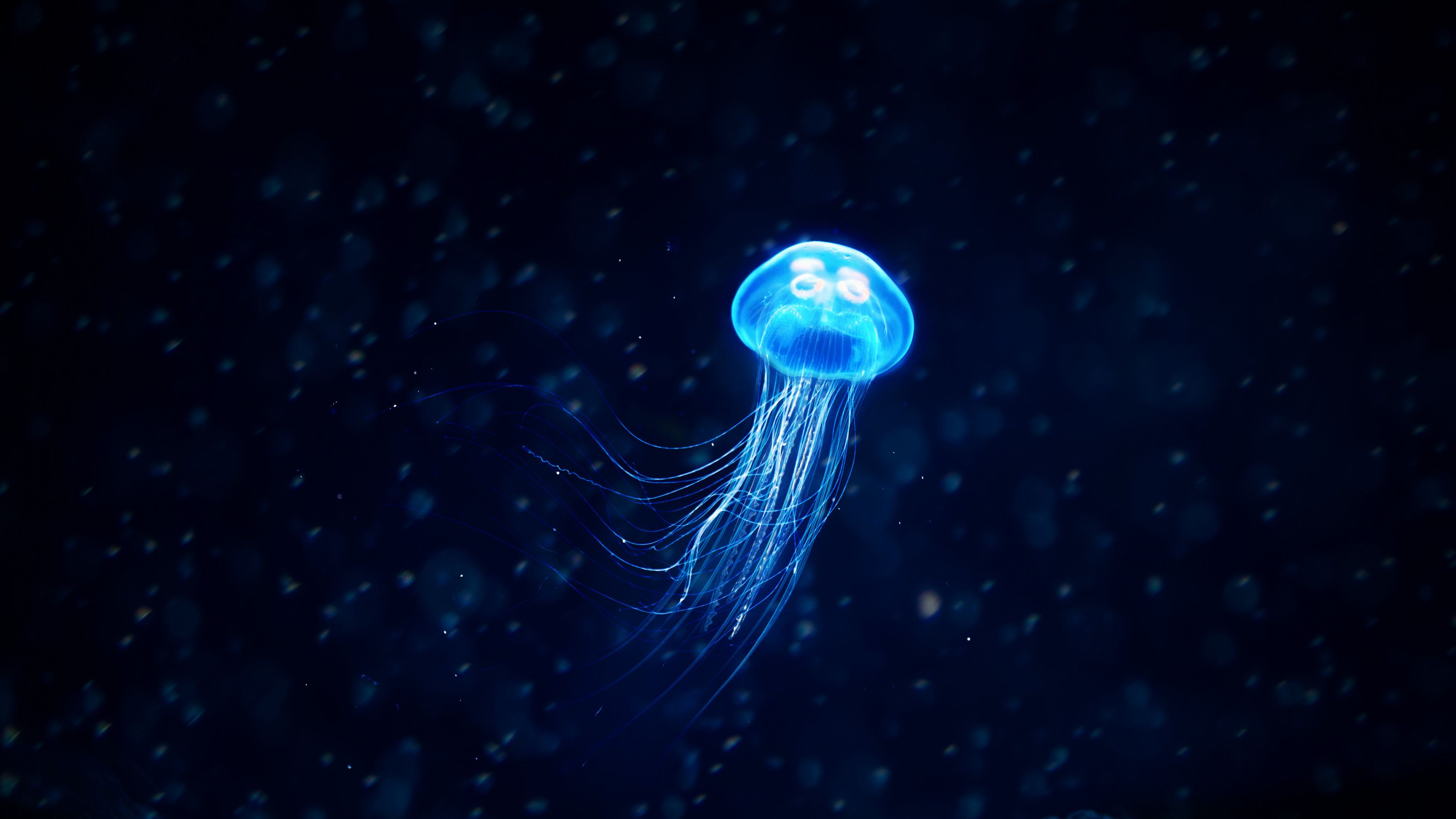 Jellyfish Minimal Art Wallpapers