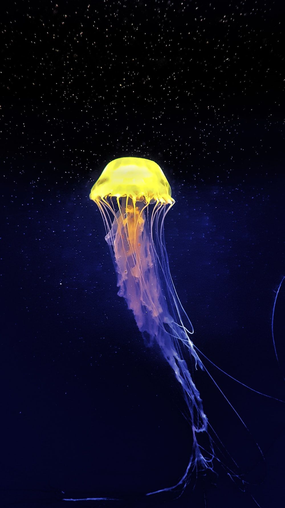 Jellyfish Minimal Art Wallpapers