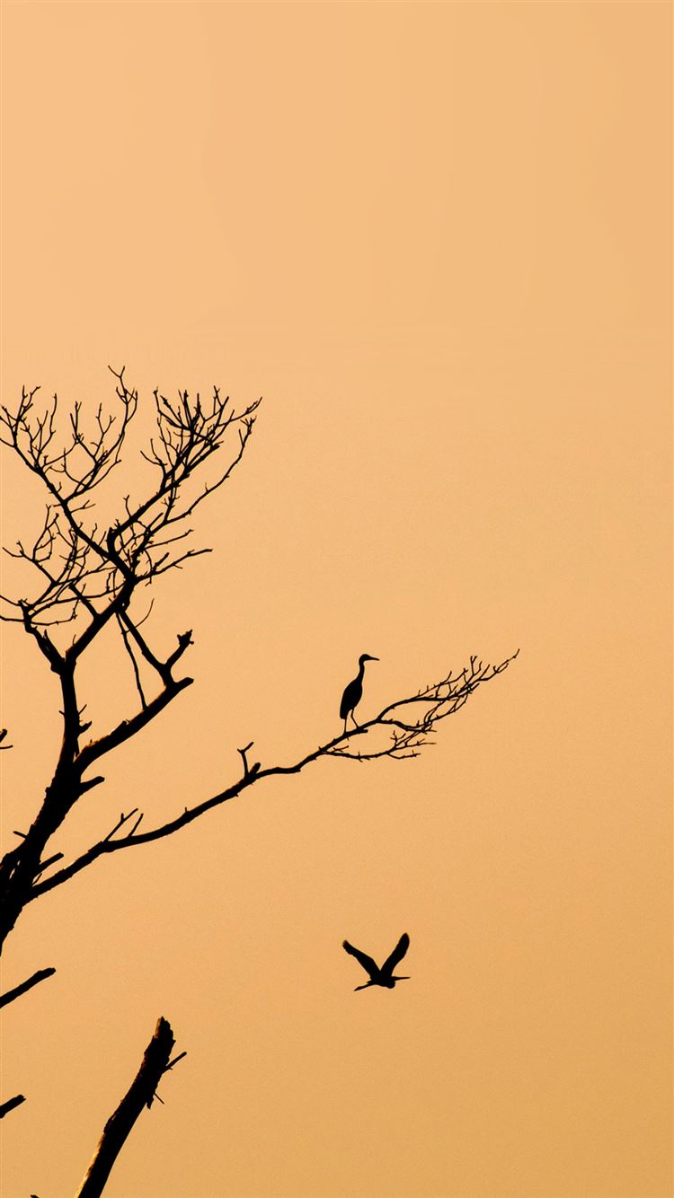 Minimal Sunset, Purple Mountains And Birds Wallpapers