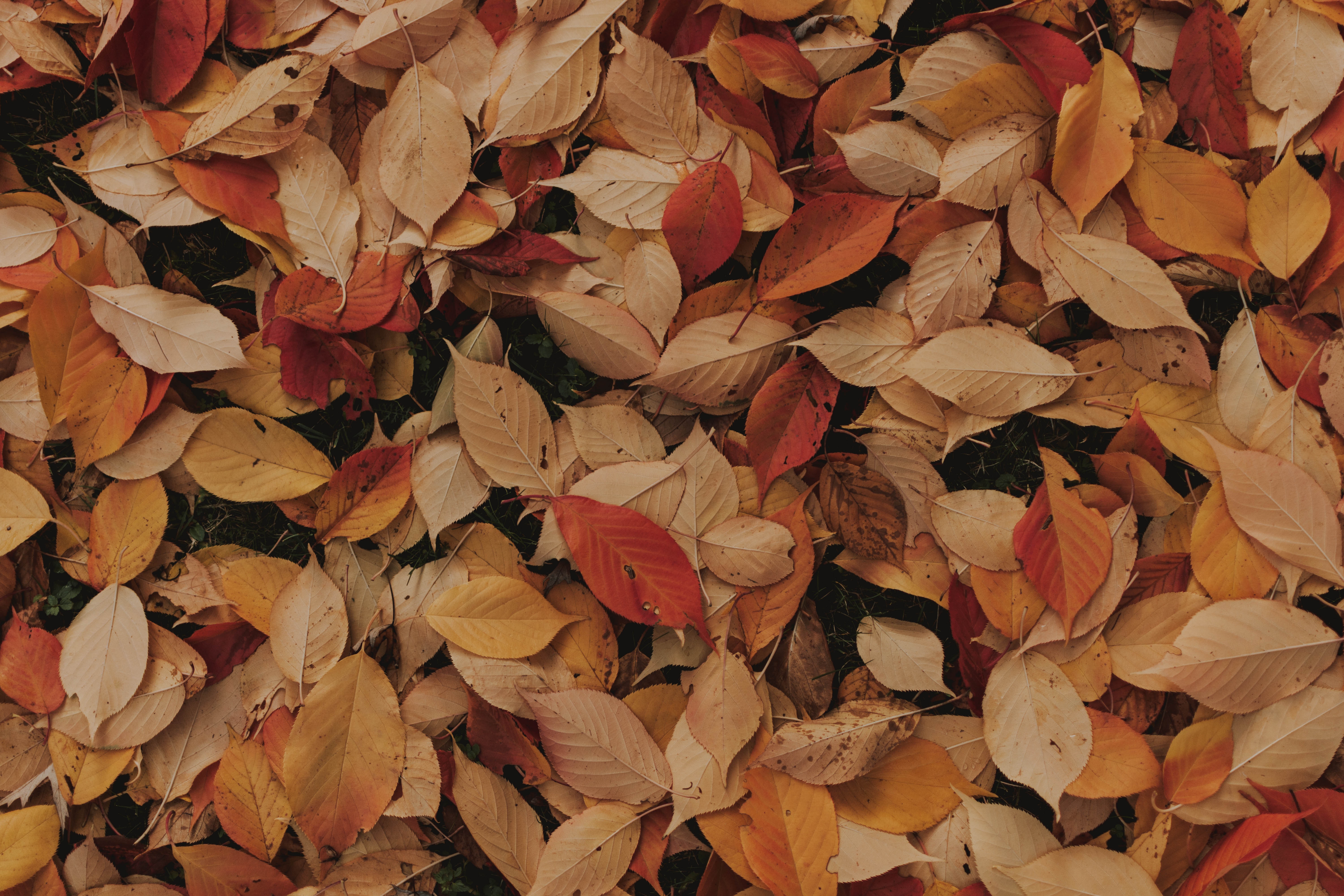 Minimalism Autumn Wallpapers