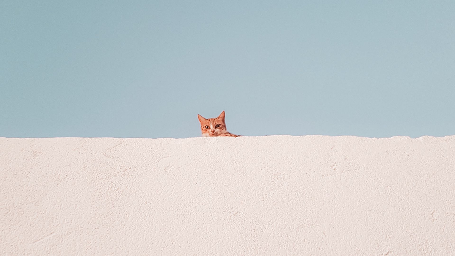 Minimalist Cat Desktop Wallpapers