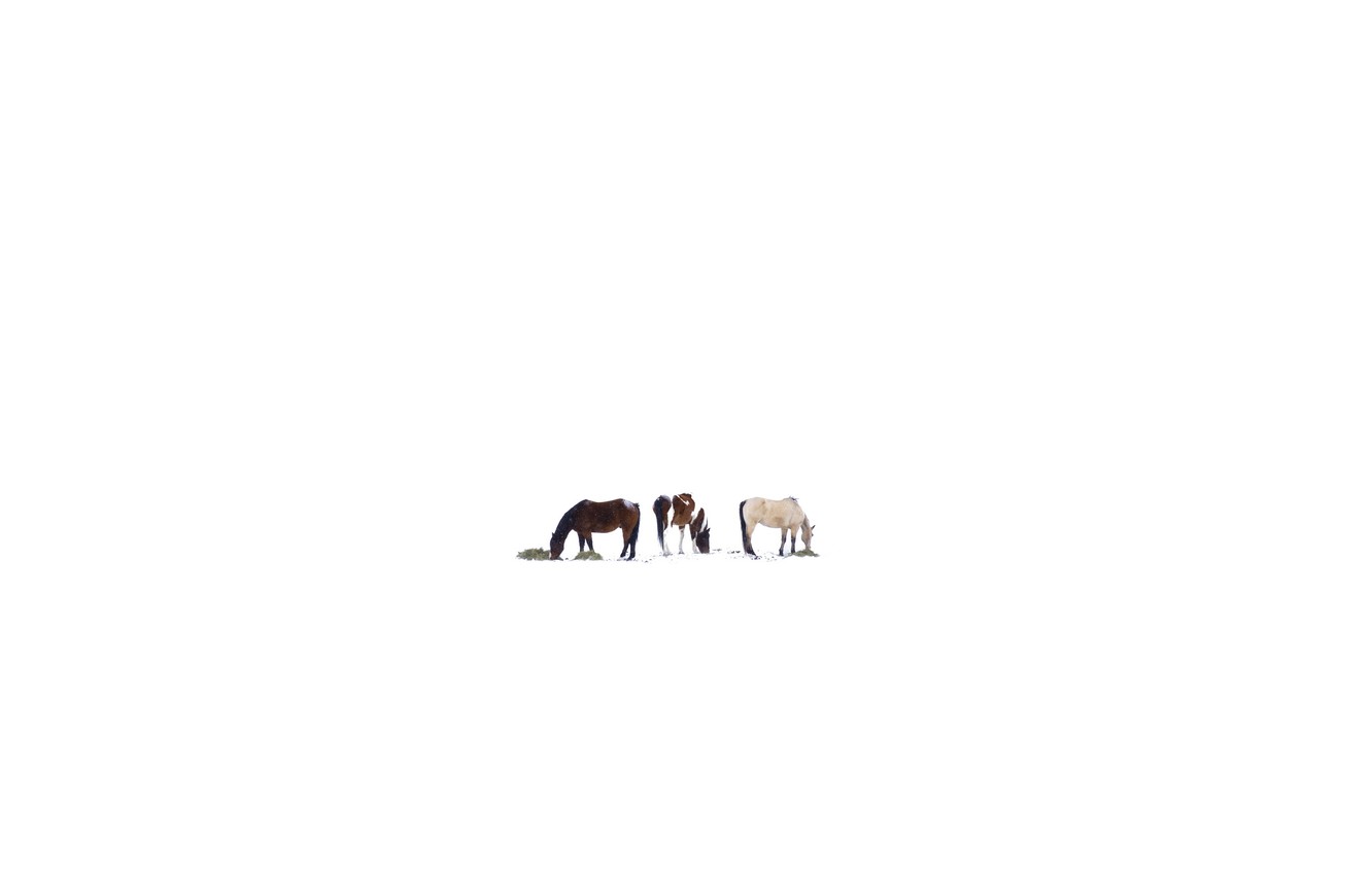 Minimalist Horse Wallpapers