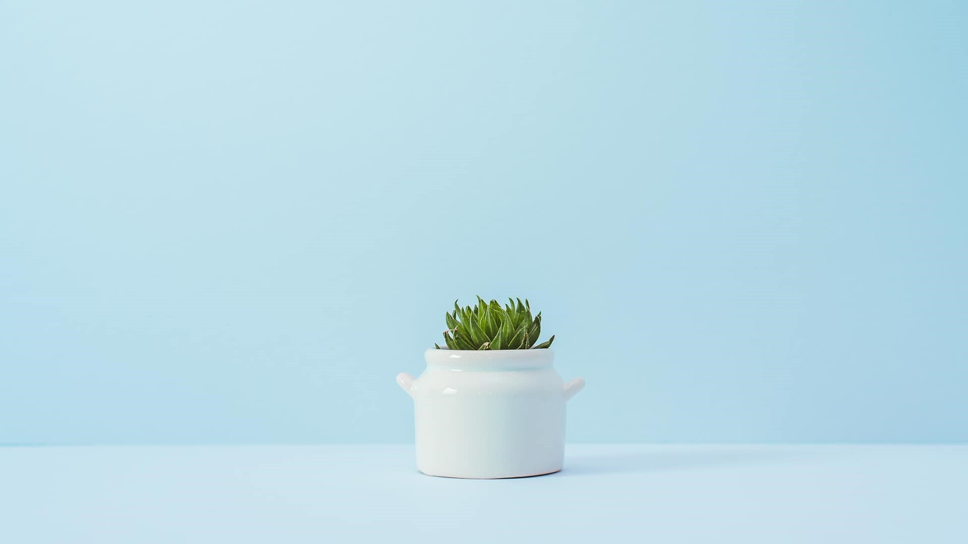 Minimalist Pastel Desktop Plant Wallpapers