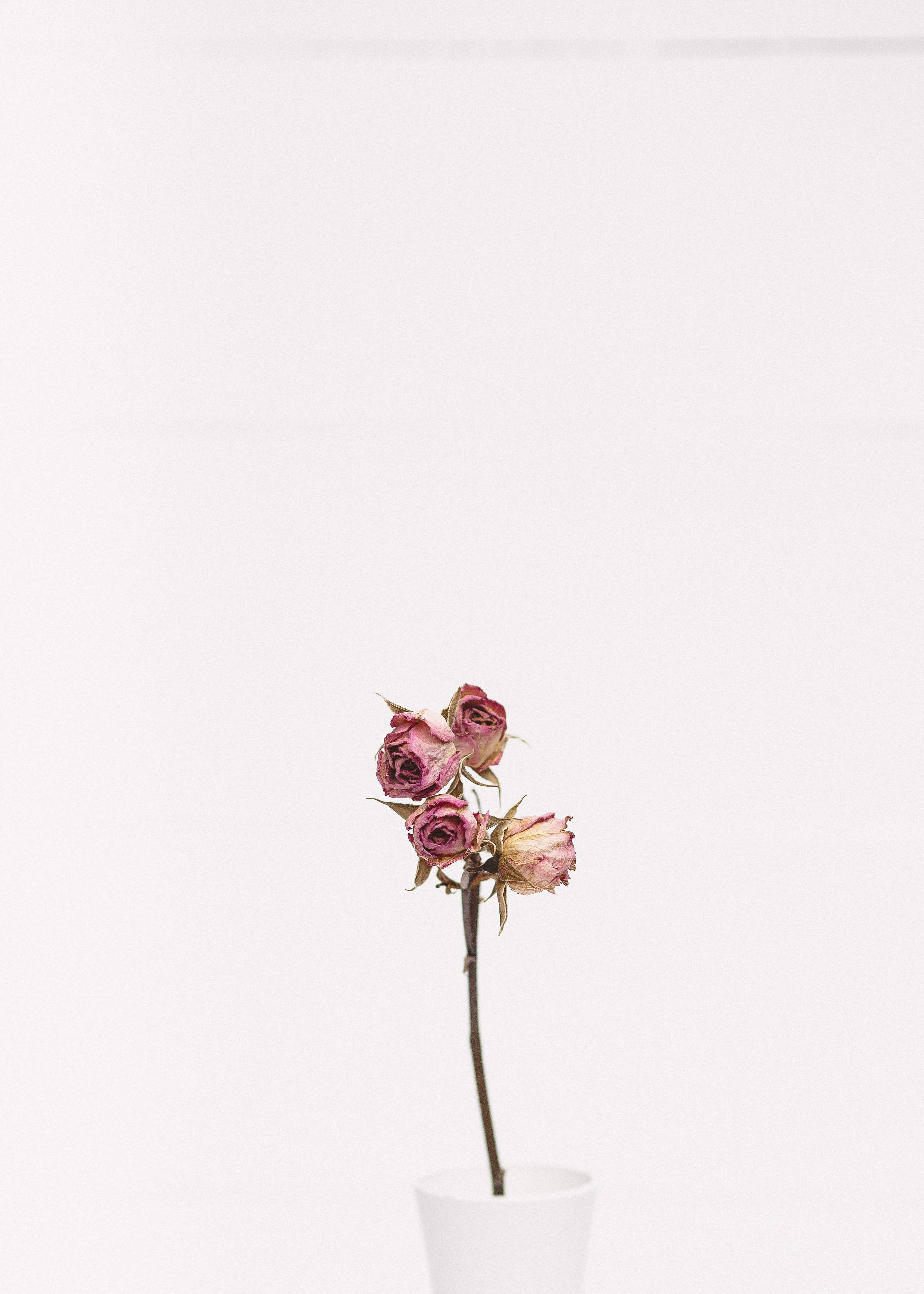 Pink Rose Minimalist Wallpapers