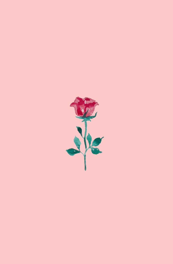 Pink Rose Minimalist Wallpapers