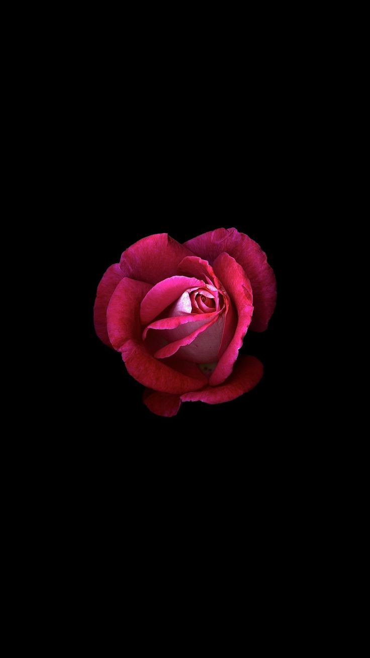 Pink Rose Minimalist Wallpapers