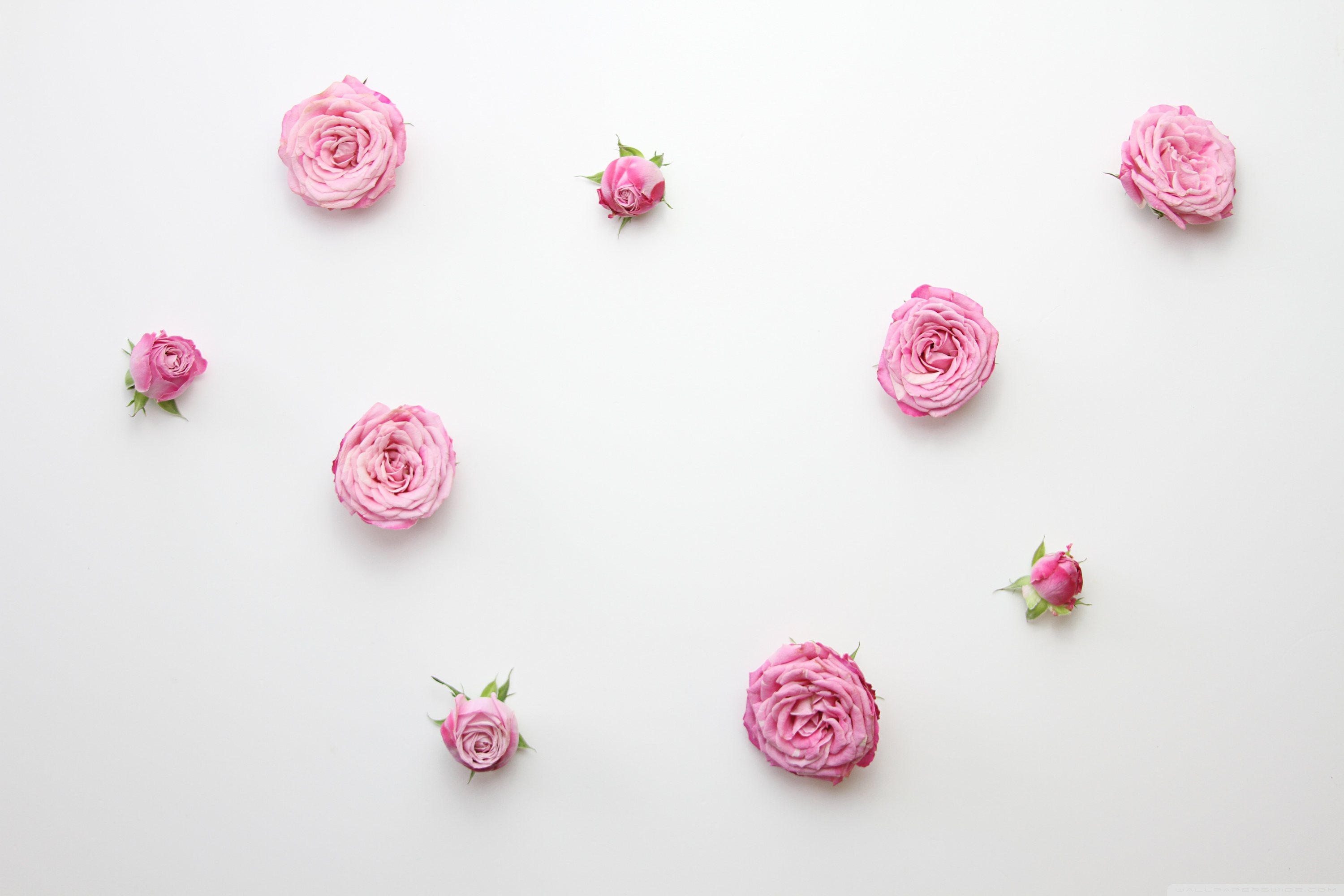 Pink Rose Minimalist Wallpapers