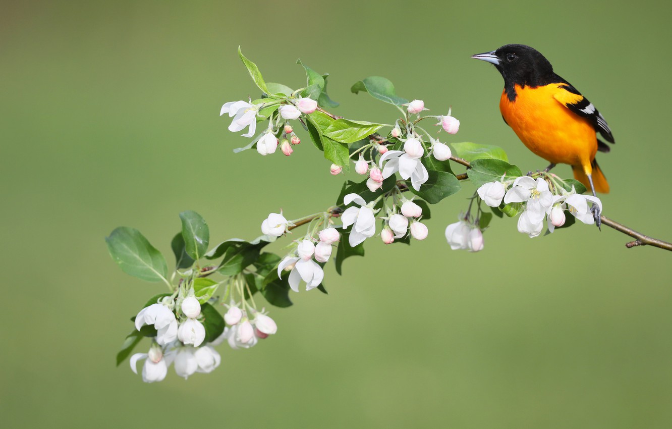 Baltimore Orioles Wallpapers