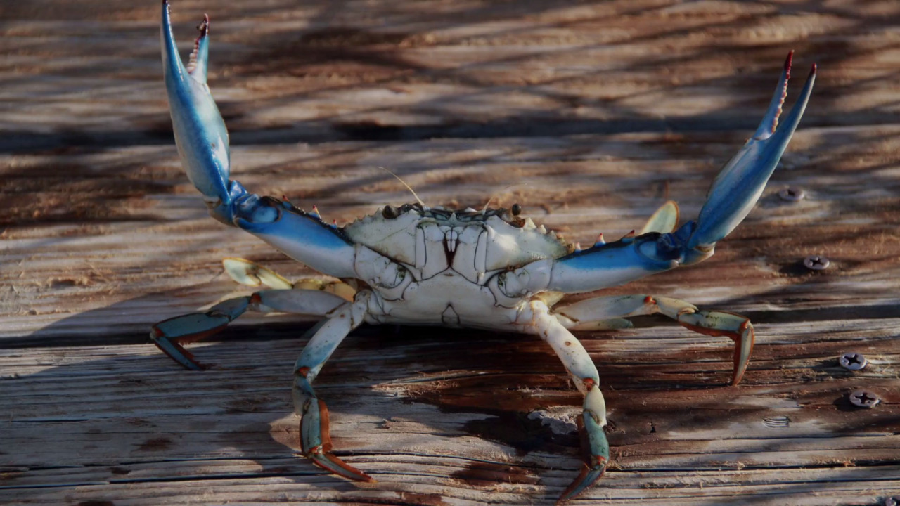 Southern Maryland Blue Crabs Wallpapers