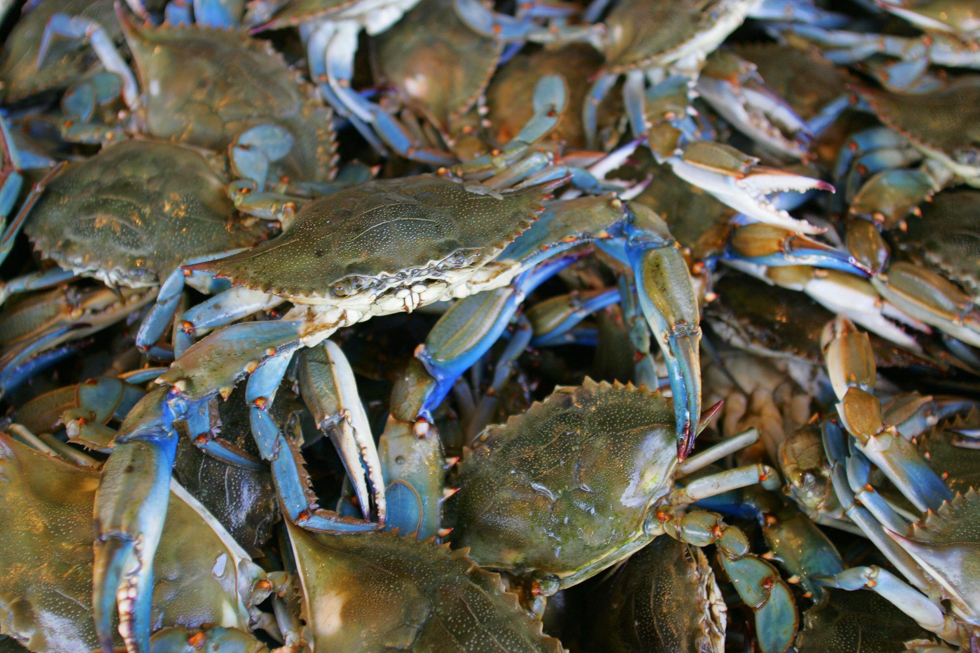 Southern Maryland Blue Crabs Wallpapers