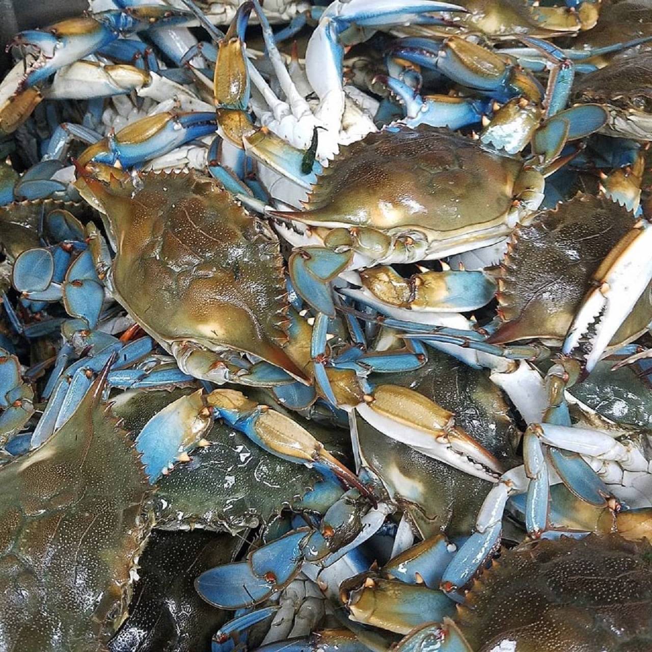 Southern Maryland Blue Crabs Wallpapers