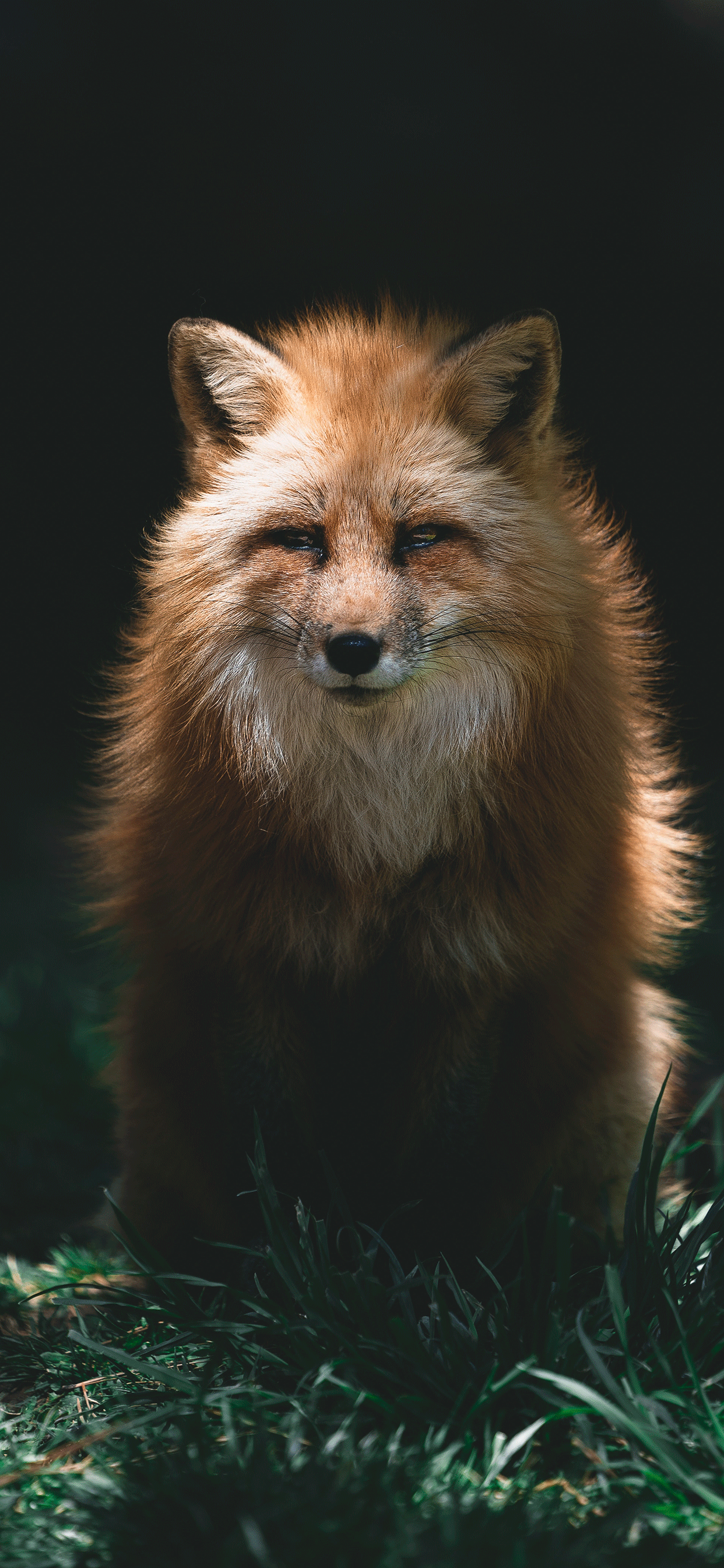 Foxes Wallpapers