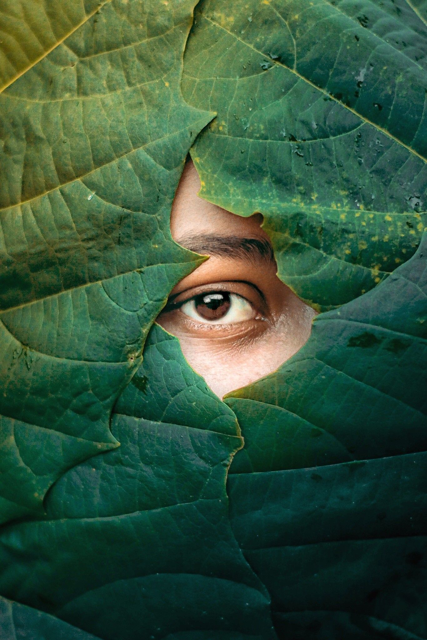 Leaves Eyes Wallpapers