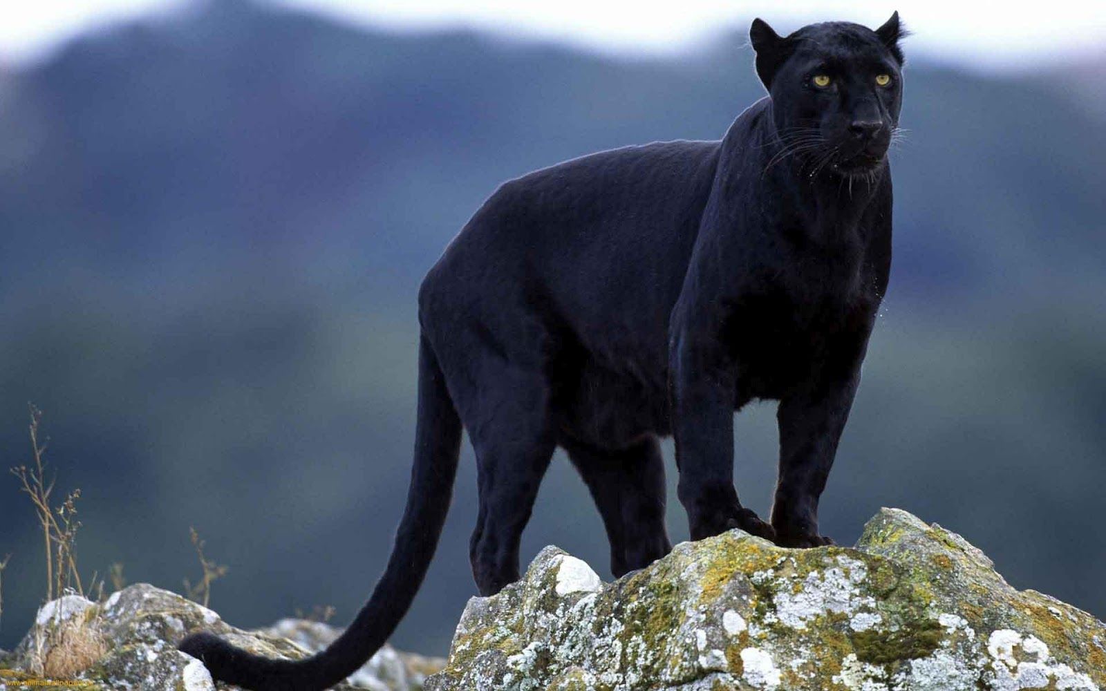 Black Pumas Wallpapers