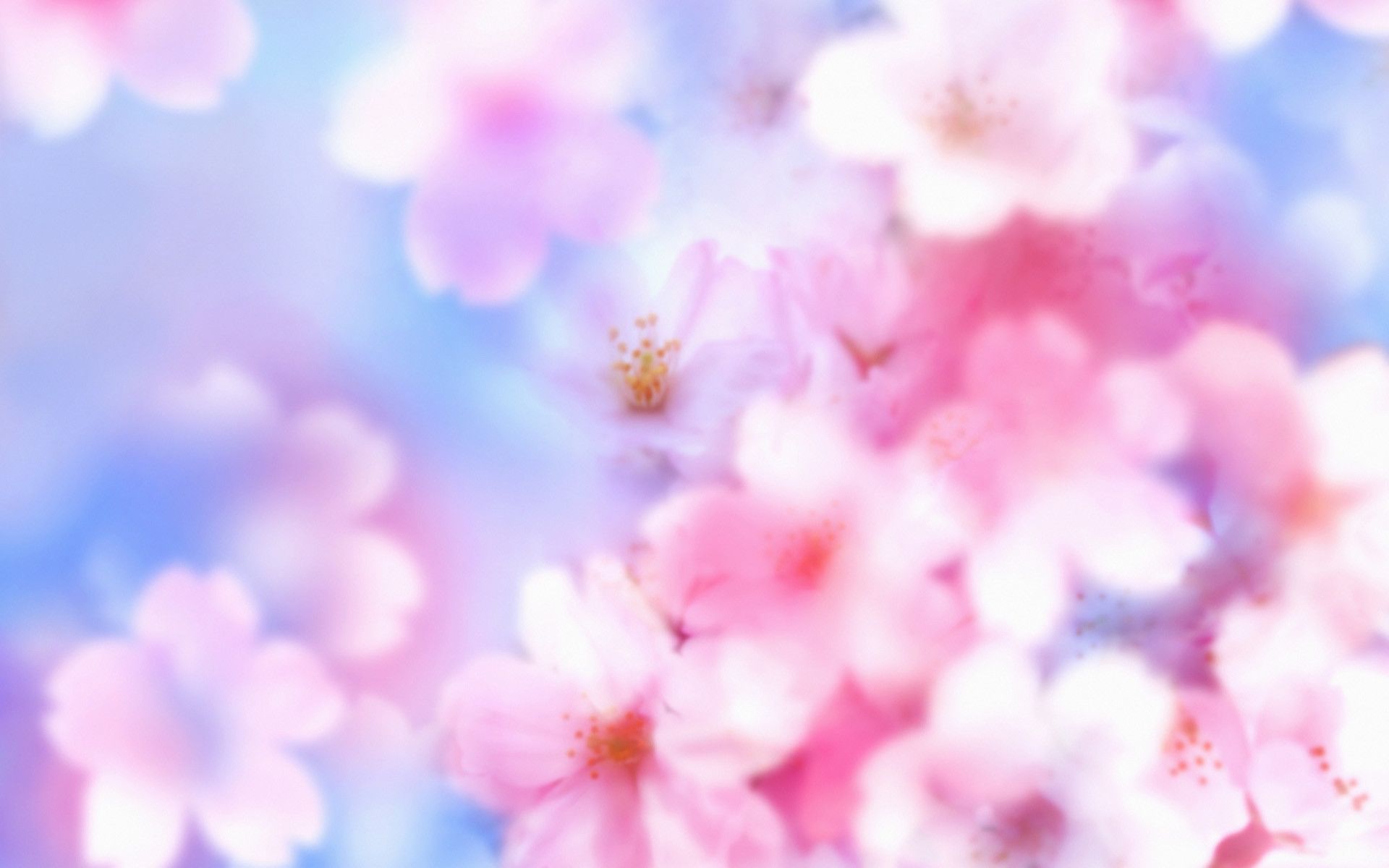 Anime Blossom Wallpapers