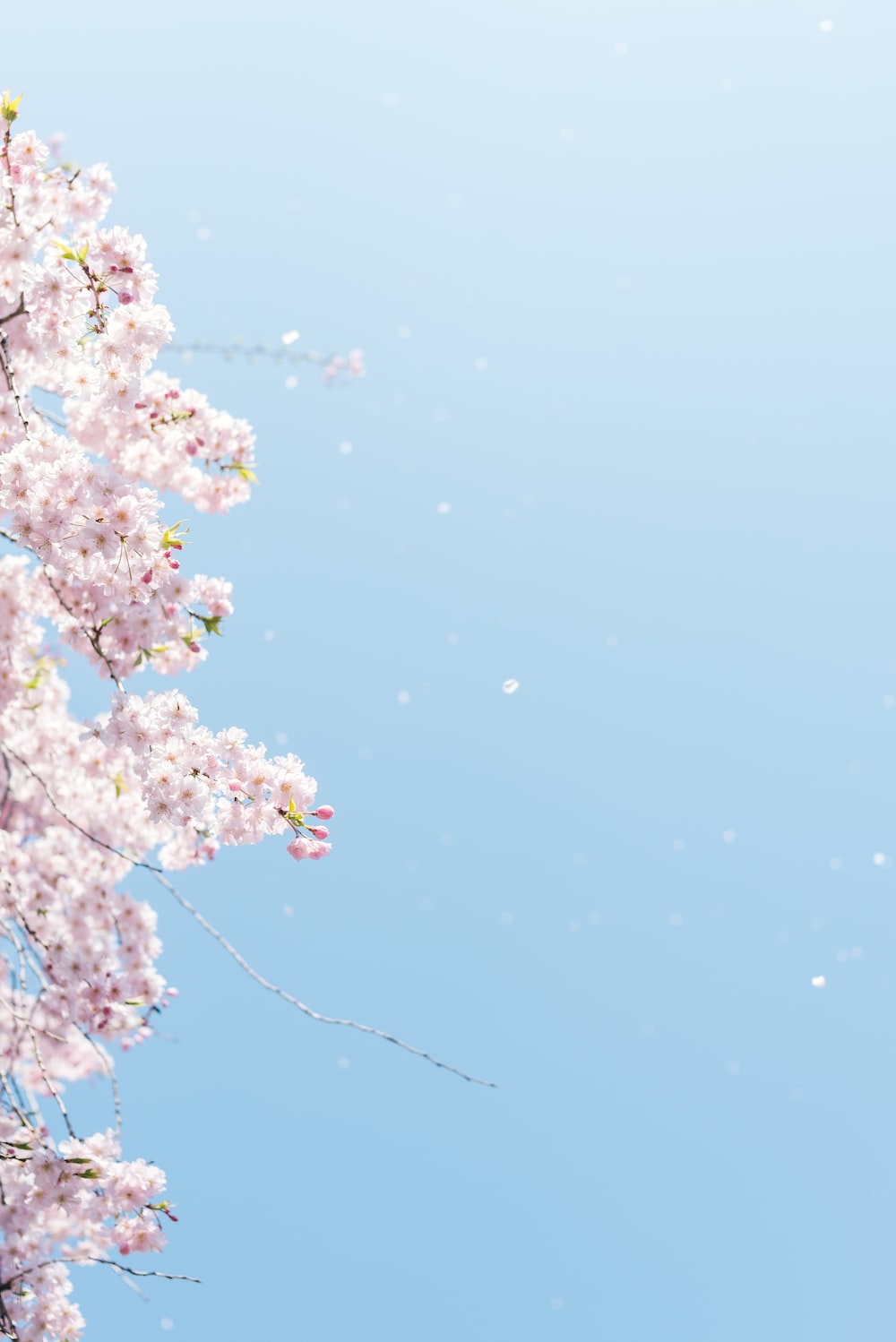 Anime Blossom Wallpapers