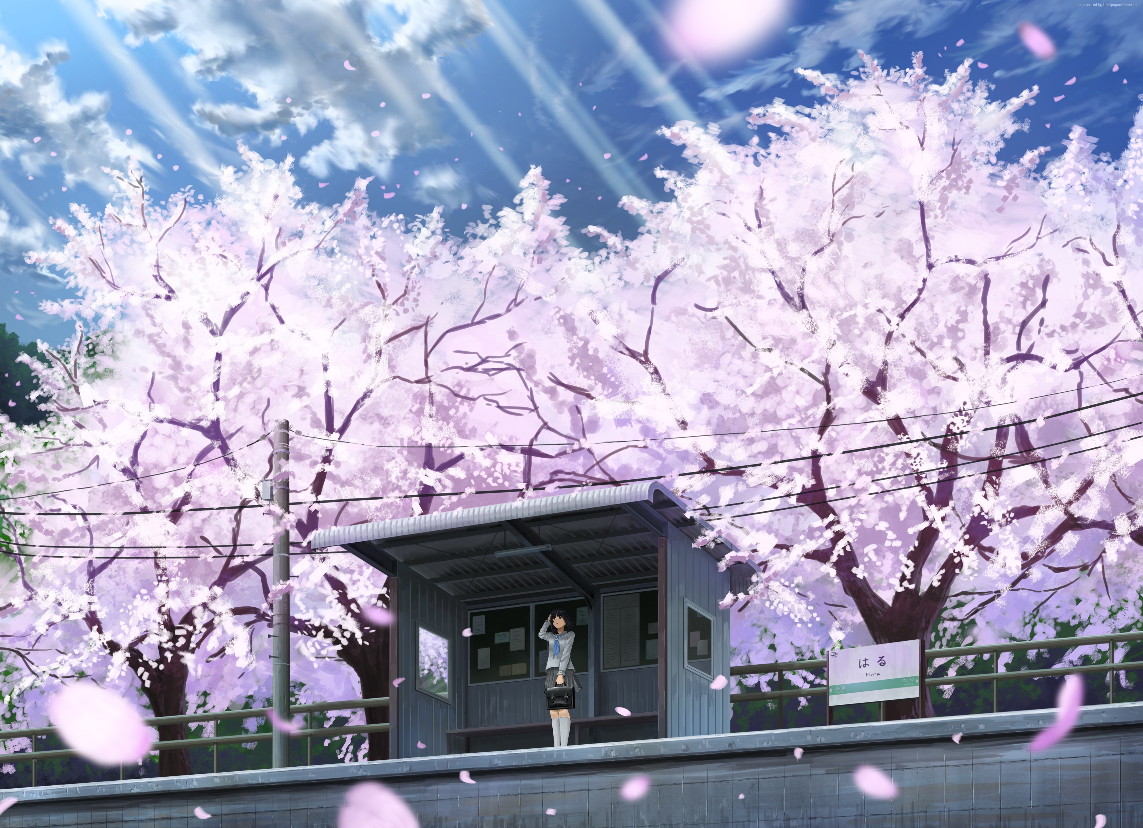 Anime Cherry Blossom 4K Wallpapers