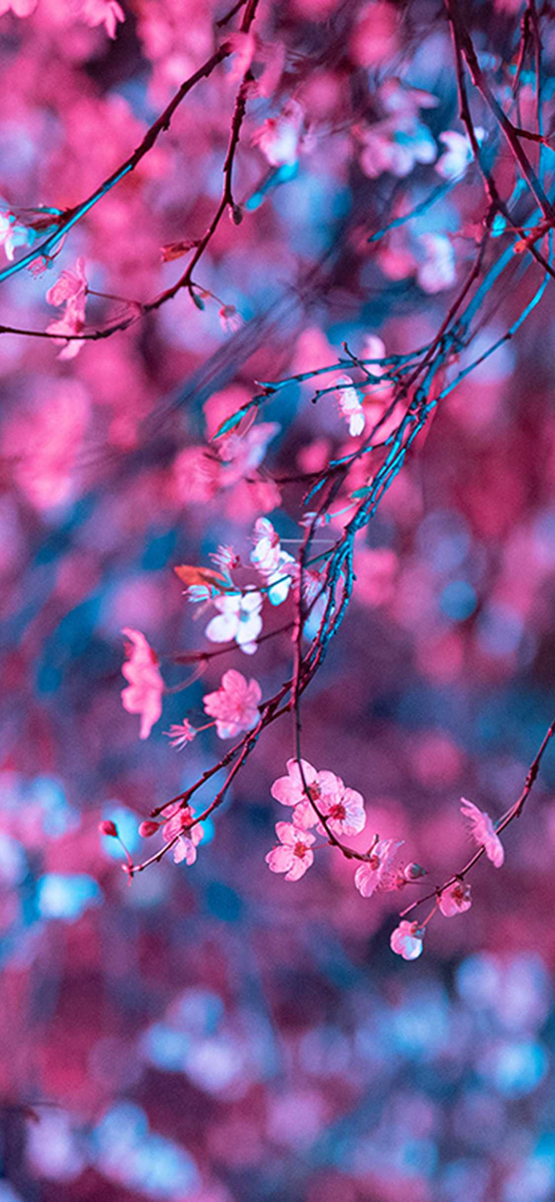 Anime Cherry Blossom Phone Wallpapers