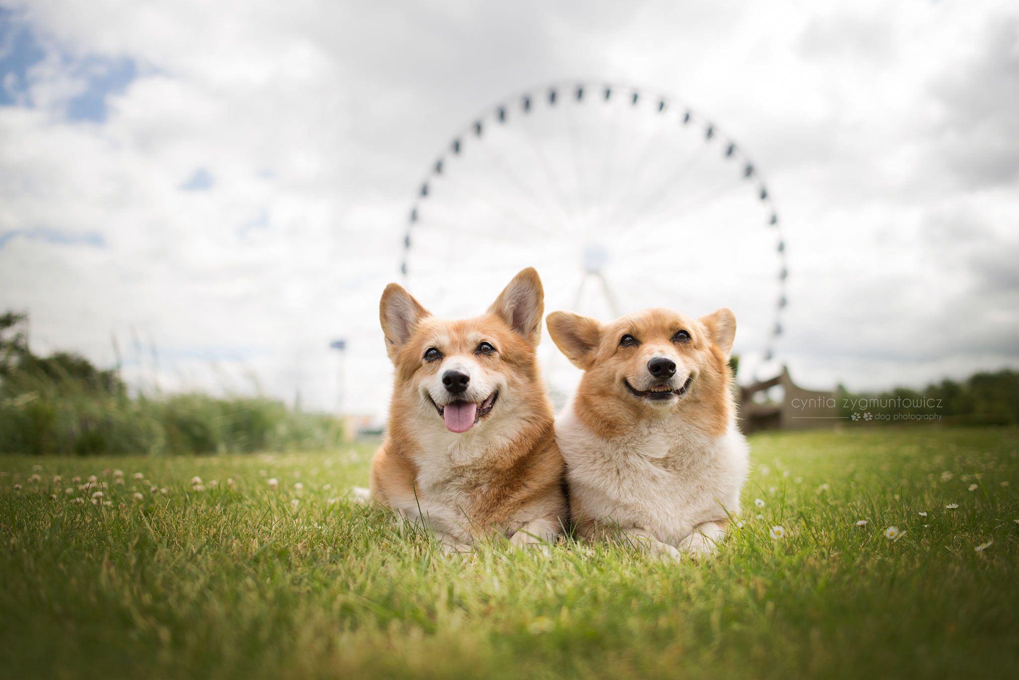 Anime Corgi Wallpapers