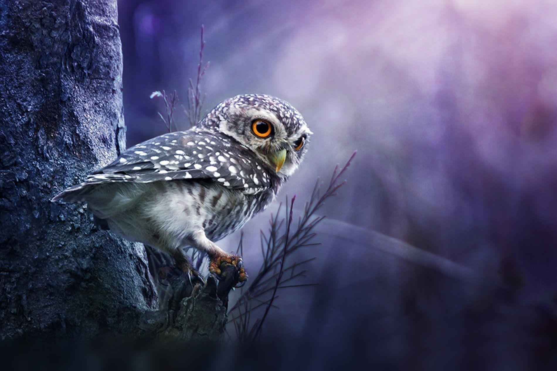 Anime Owl Wallpapers