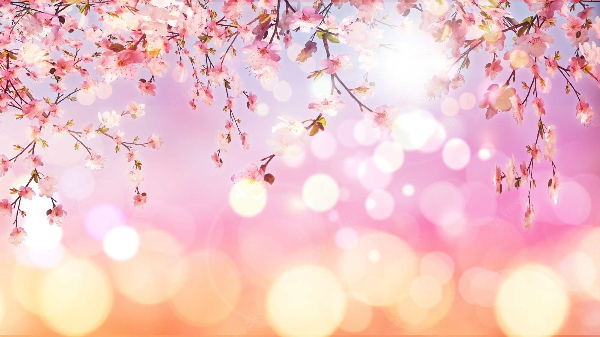 Anime Sakura Flower Wallpapers