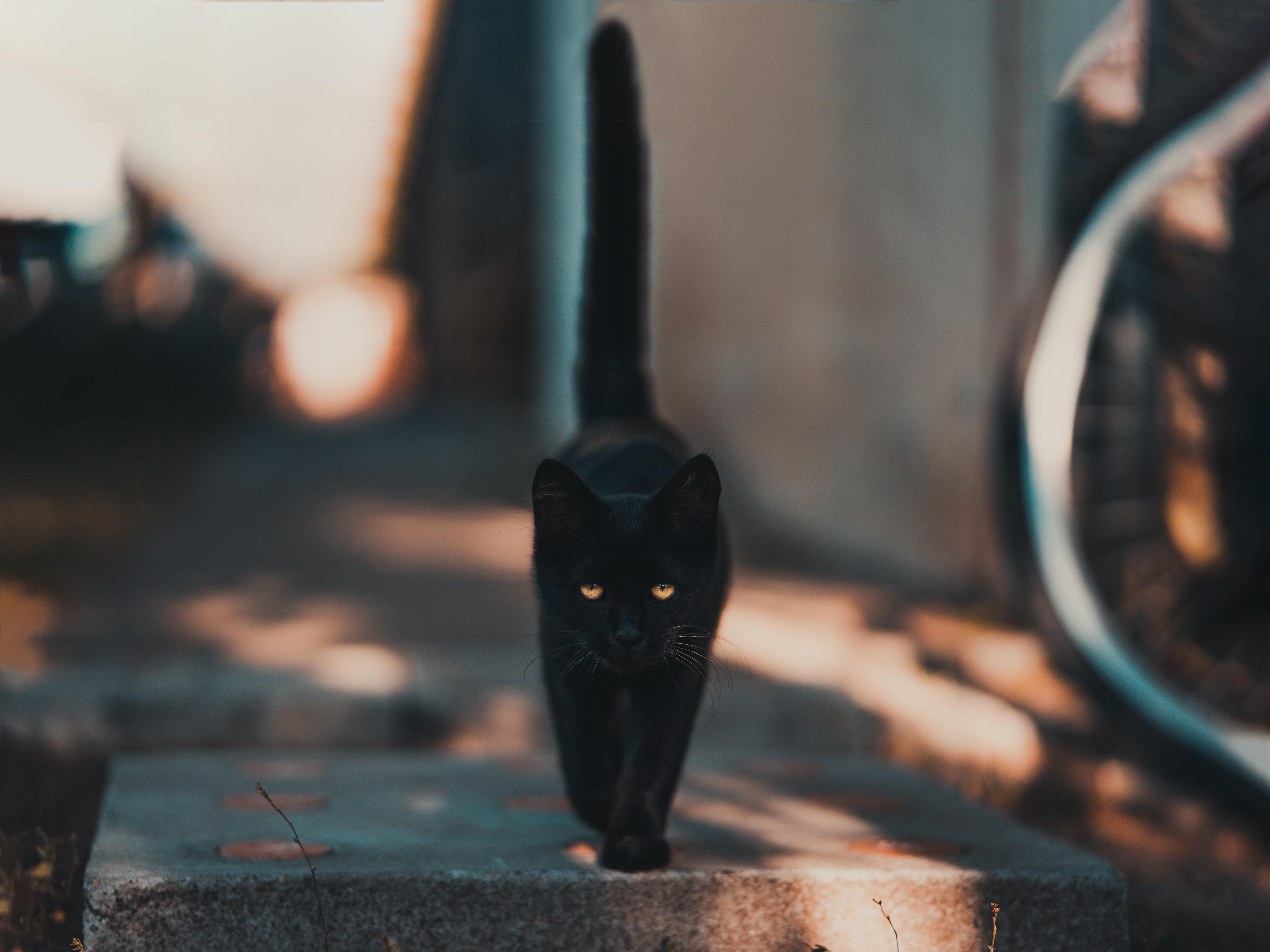 Black Cat Wallpapers