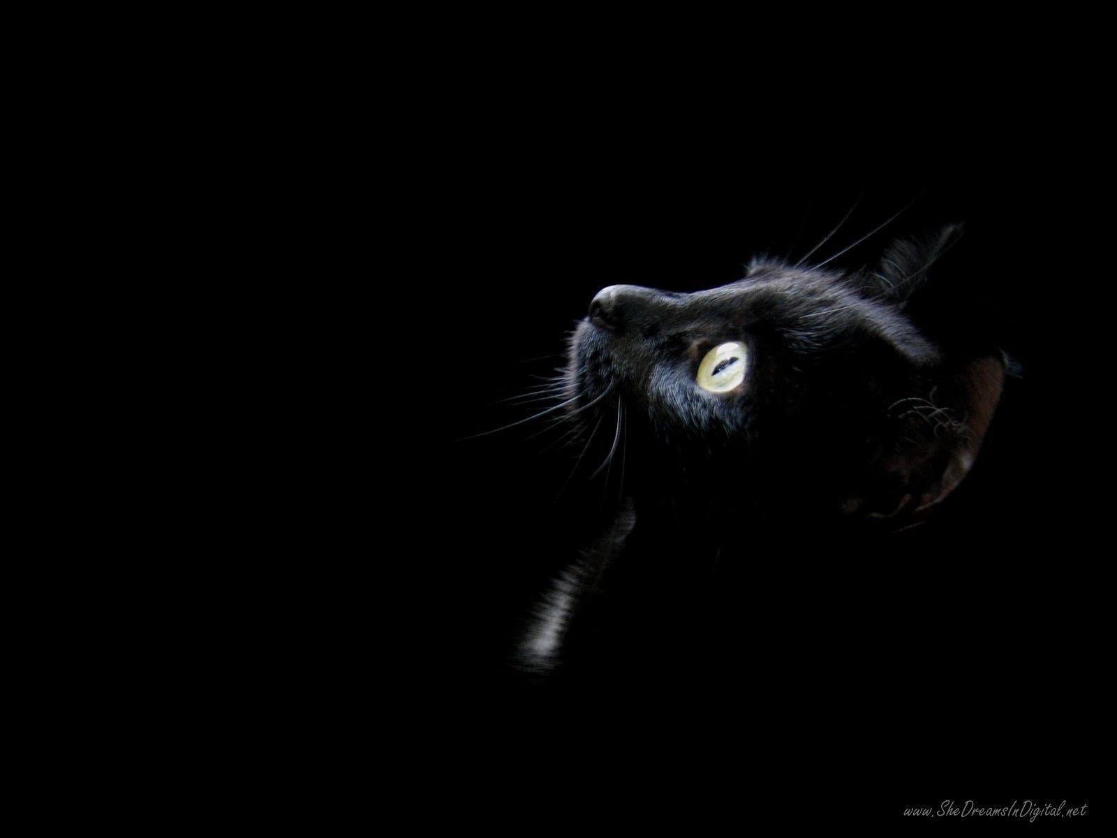 Black Cat Wallpapers