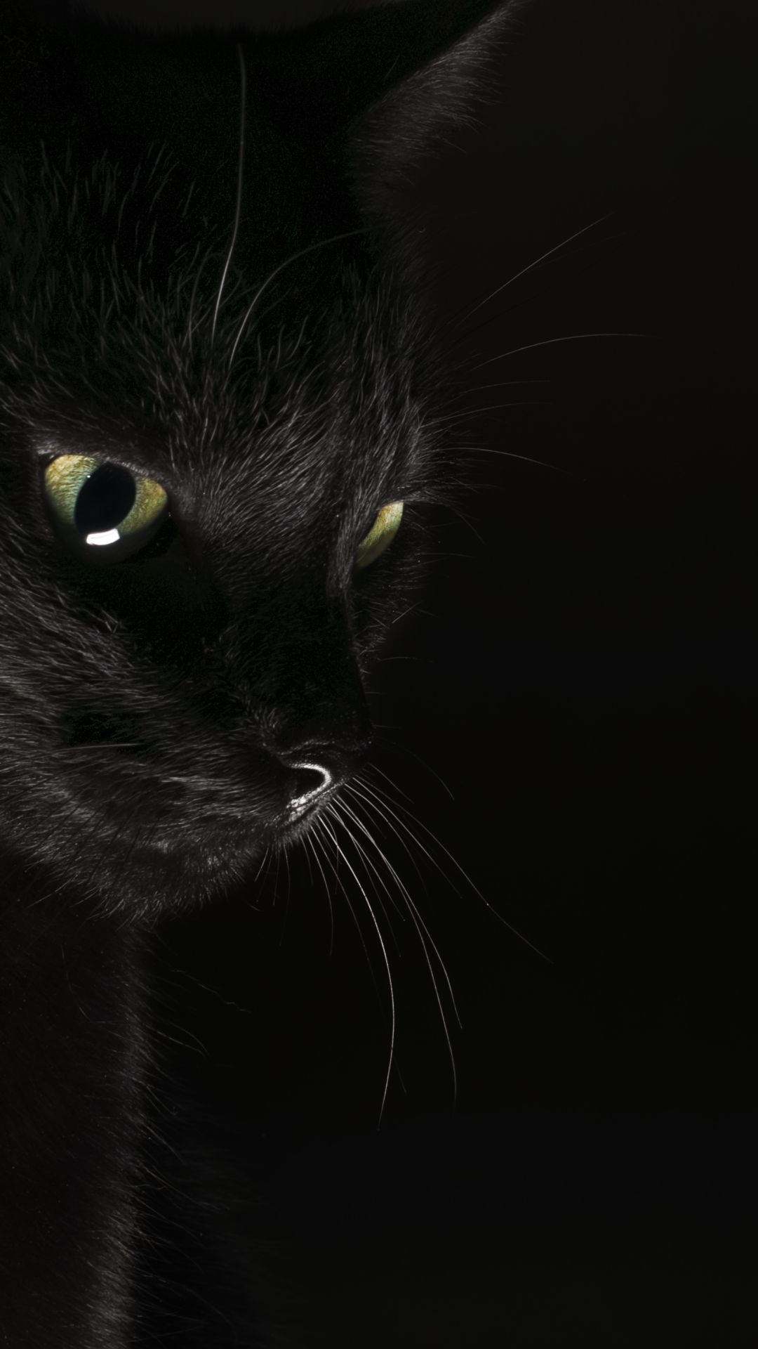 Black Cat Wallpapers