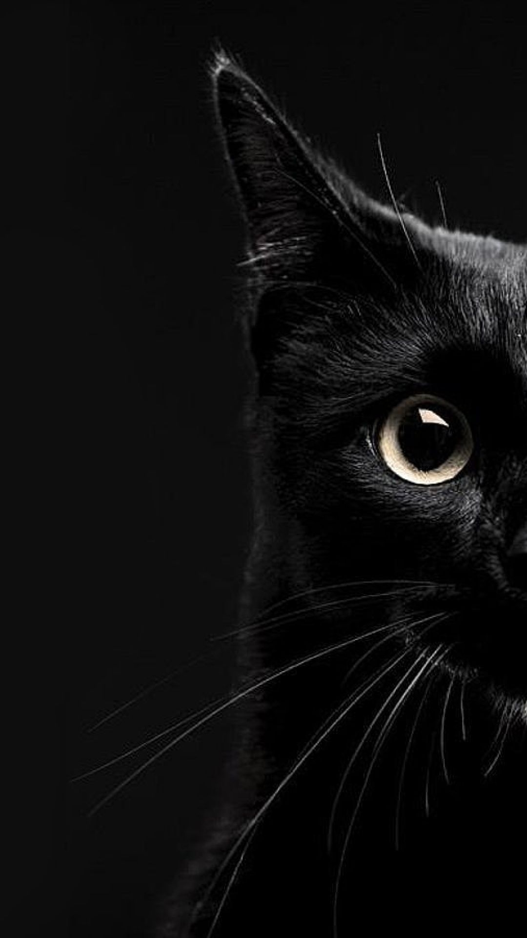 Black Cat Wallpapers