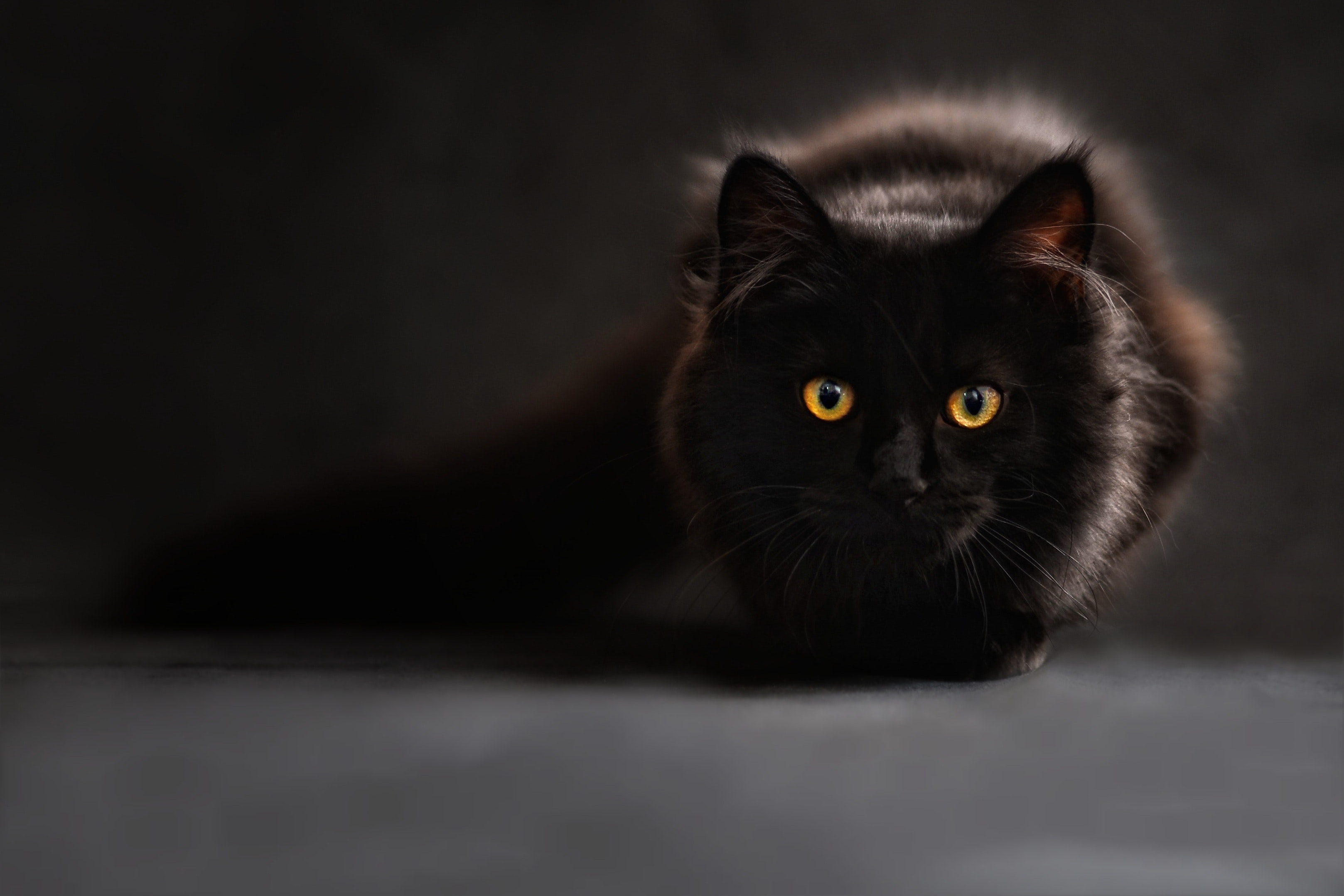 Black Cat Wallpapers