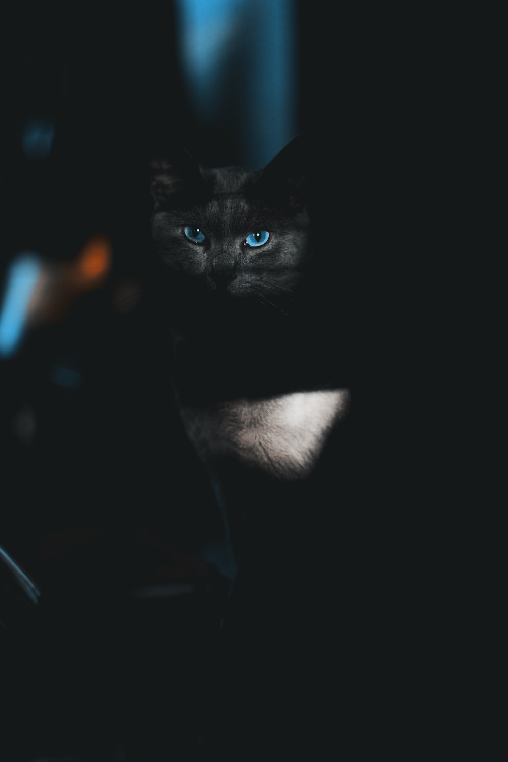 Black Cat Wallpapers