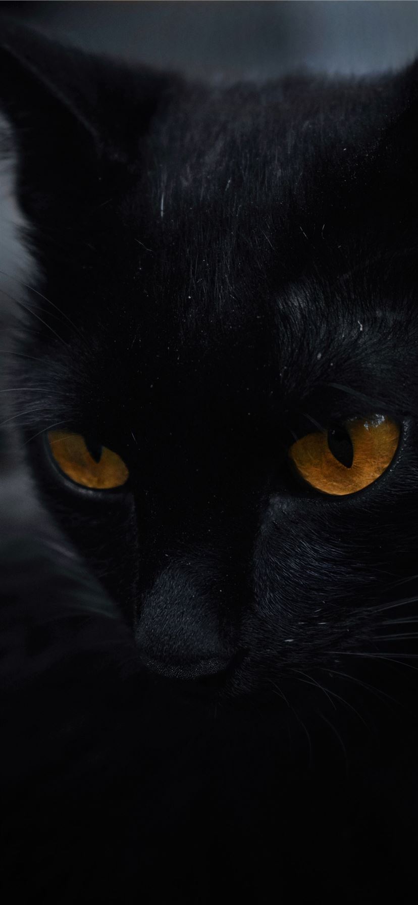 Black Cat Wallpapers