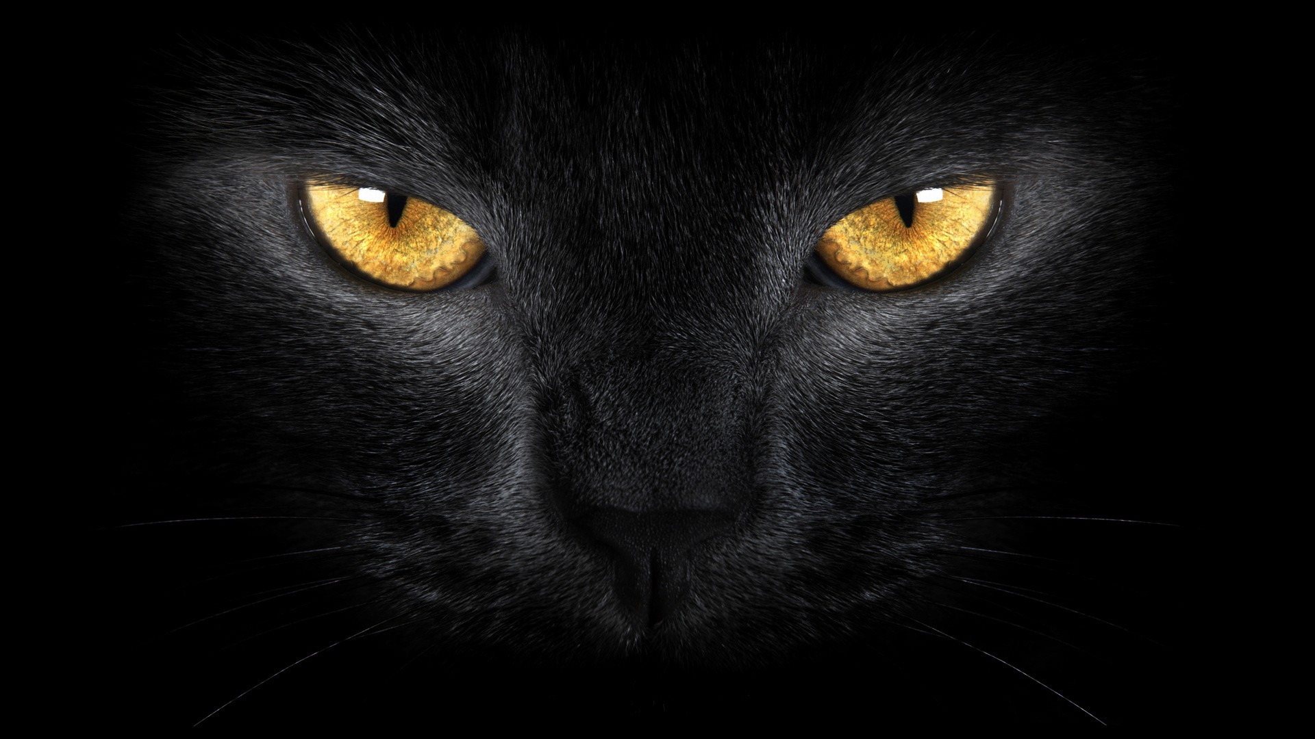 Black Cat Wallpapers